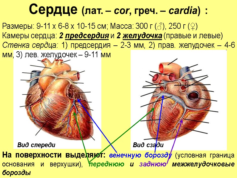 Сердце (лат. – cor, греч. – сardia) :  Вид спереди Размеры: 9-11 х
